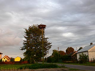 gniazdo