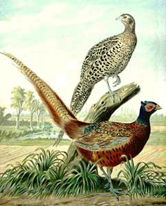 grafika - NAUMANN: Naturgeschichte der Vögel Mitteleuropas, 1897