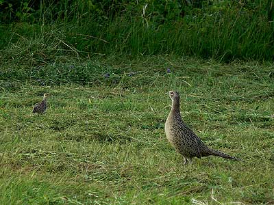Samica bażanta z młodym; fot. własna