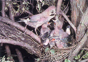 Sójka karmiąca pisklęta